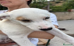 Labrador cani in regalo: Lady una dolcezza pura di 3 mesi a Città Metropolitana di Torino - Immagine 2