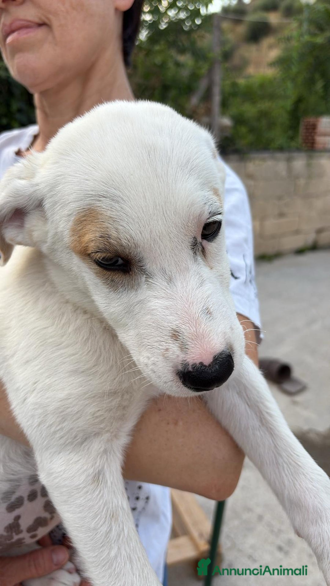 Labrador cani in regalo: Lady una dolcezza pura di 3 mesi a Città Metropolitana di Torino - Immagine 2