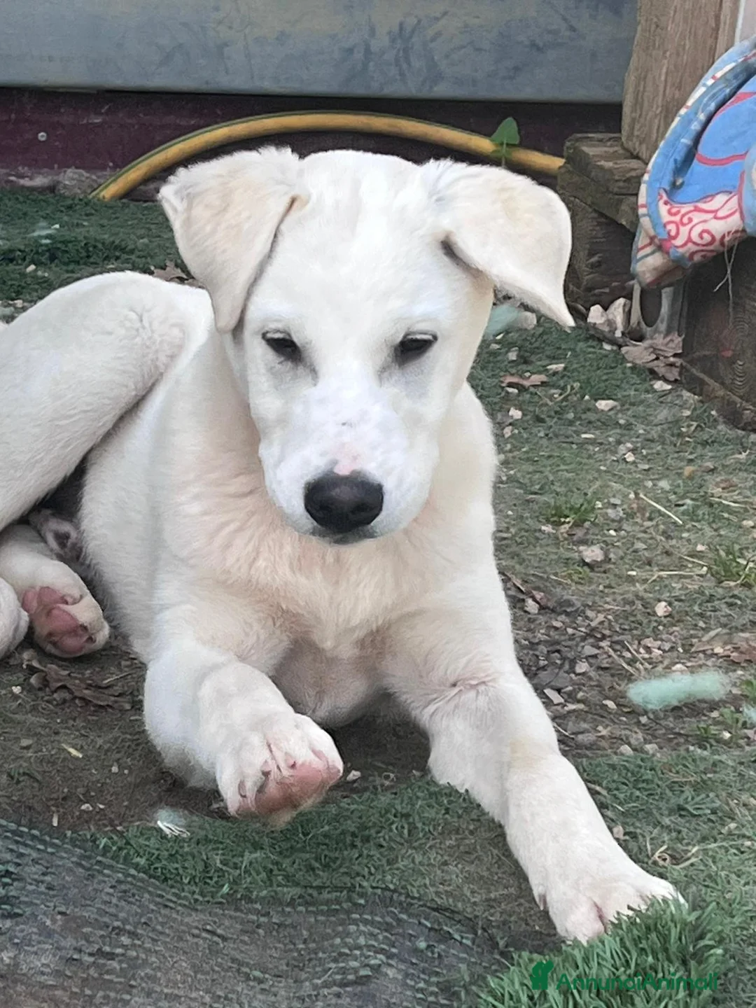 Meticcio cani in regalo: Cucciolo 4 mesi a Città Metropolitana di Bologna - Annuncio 2