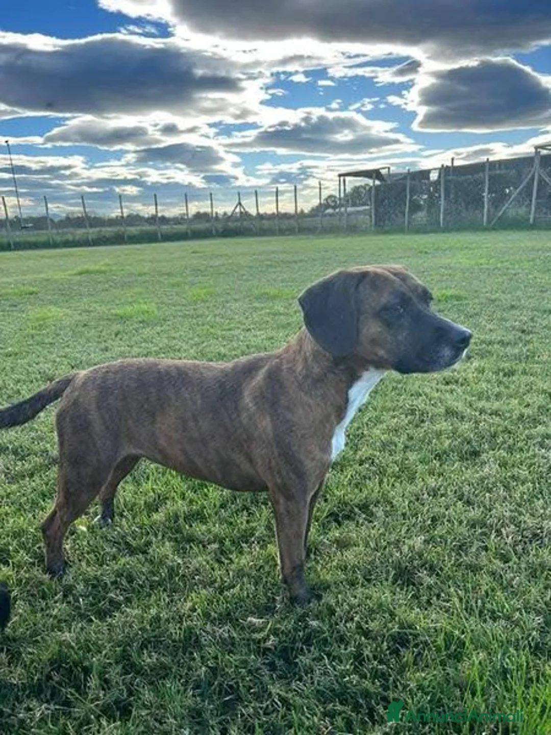 Meticcio cani in regalo: Piccola e dolcissima Tellina - Annuncio 4