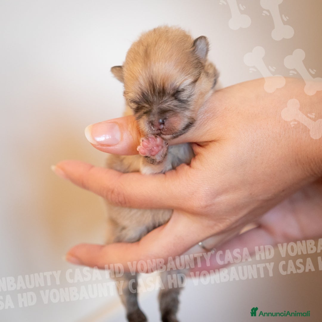 Volpino Pomerania cani in vendita: Cuccioli Spitz Nano di Pomerania - Annuncio 13