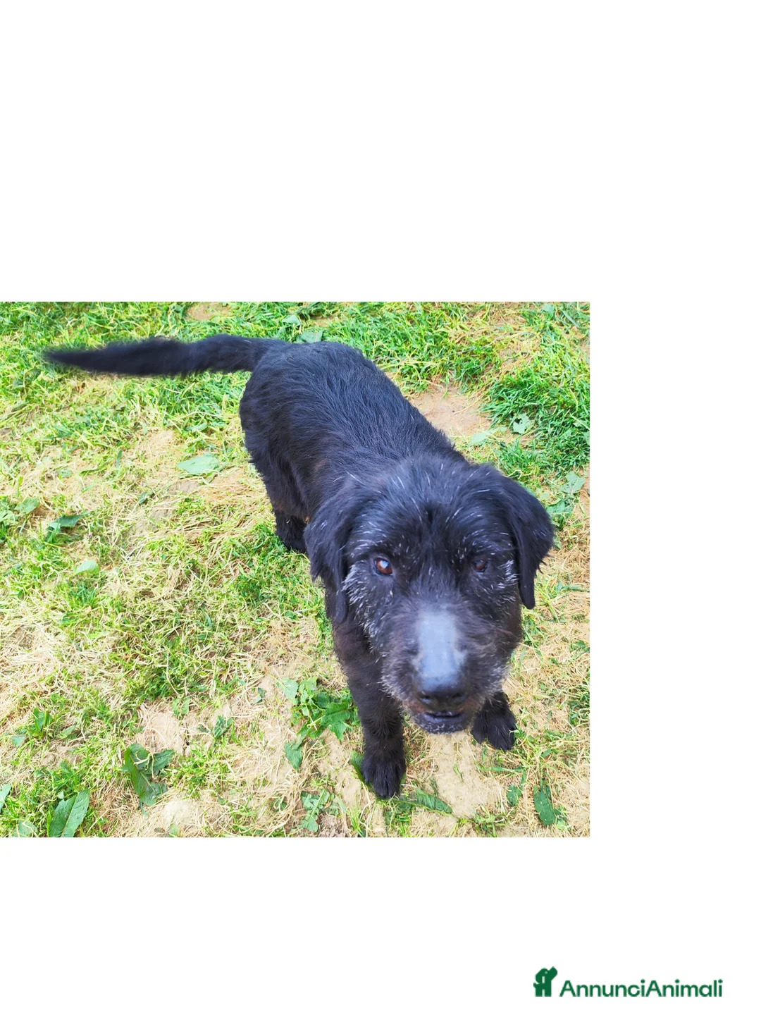 Meticcio cani in regalo: Cani affettuosi cercano padroni amorevoli - Annuncio 6