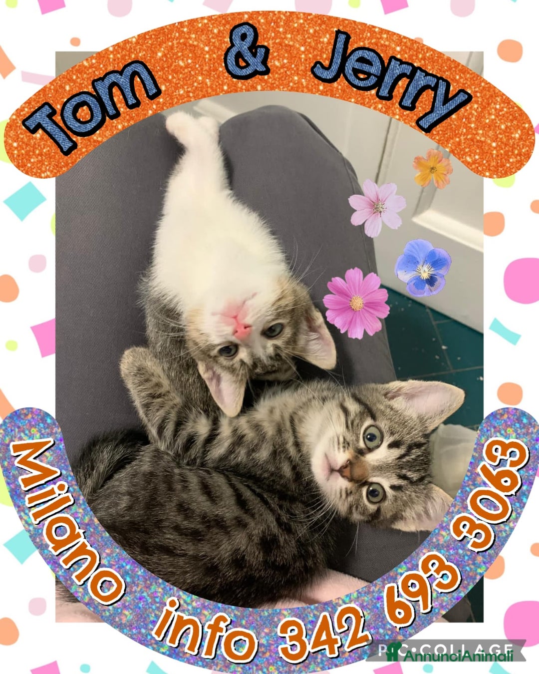 Europeo gatti in regalo: Tom e Jerry cercano casa - Annuncio 4