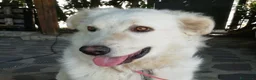 Meticcio cani in regalo: SALLY ATTENDE IL SUO RISCATTO, IN ADOZIONE - Annuncio 2