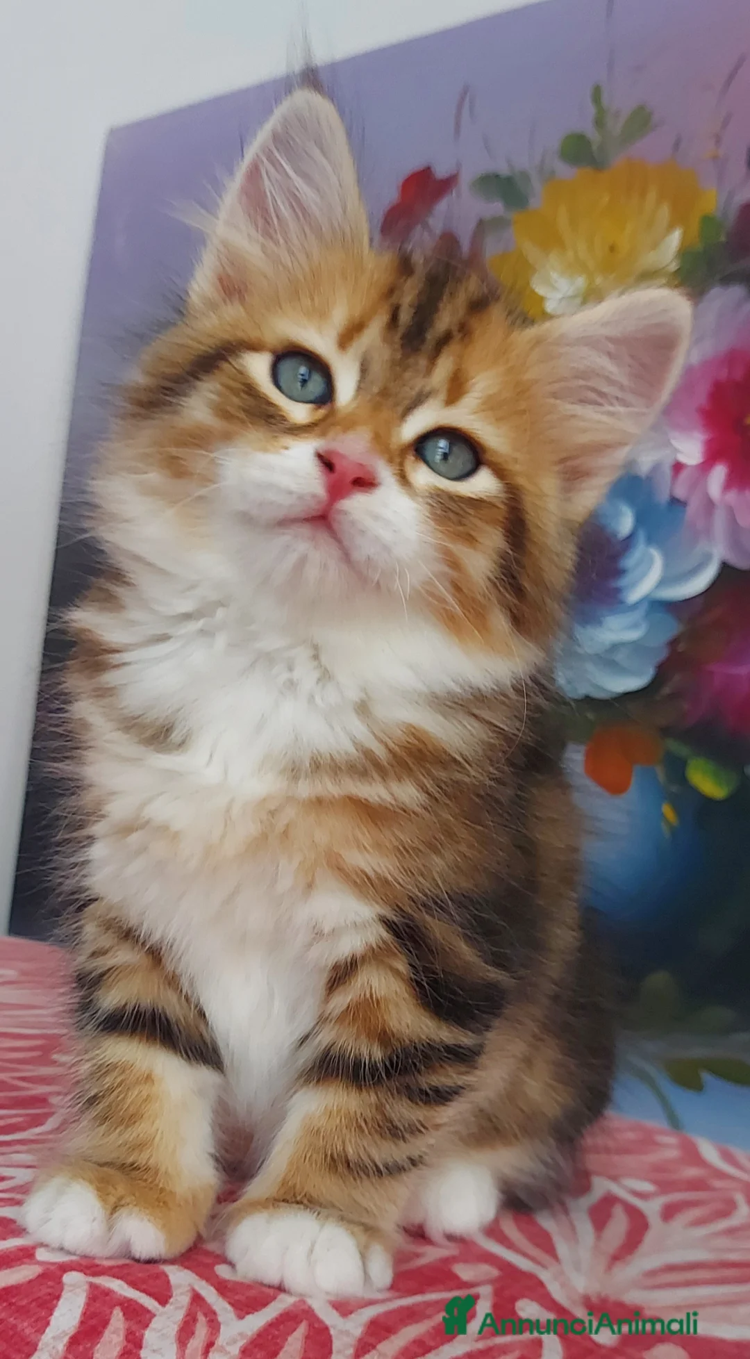 Siberiano gatti in vendita: Cucciolo Siberiano Certificato  - Annuncio 2