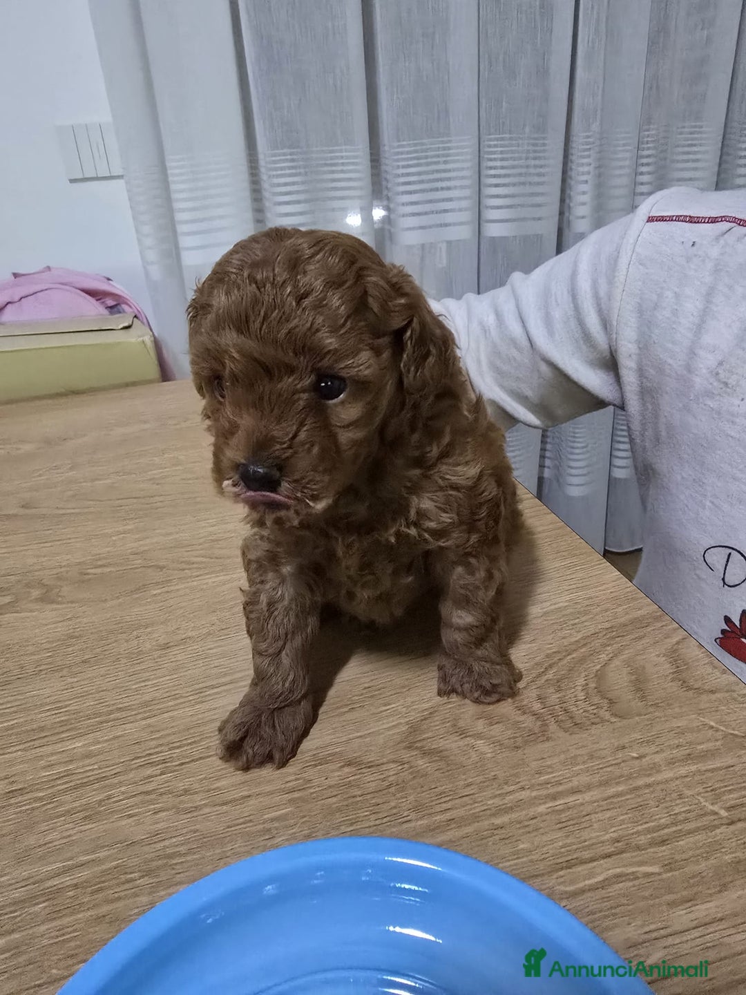 Barboncino Toy cani in vendita: Cucciolo barboncino red toy minitoy  - Annuncio 6