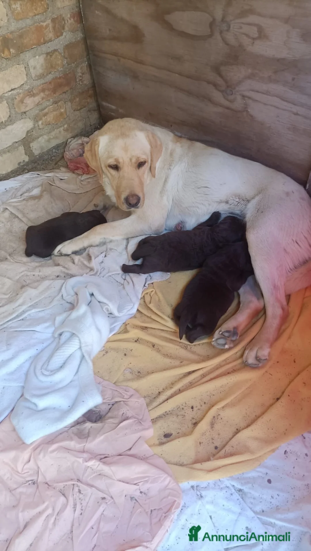 Labrador cani in vendita: CUCCIOLI LABRADOR - Annuncio 2