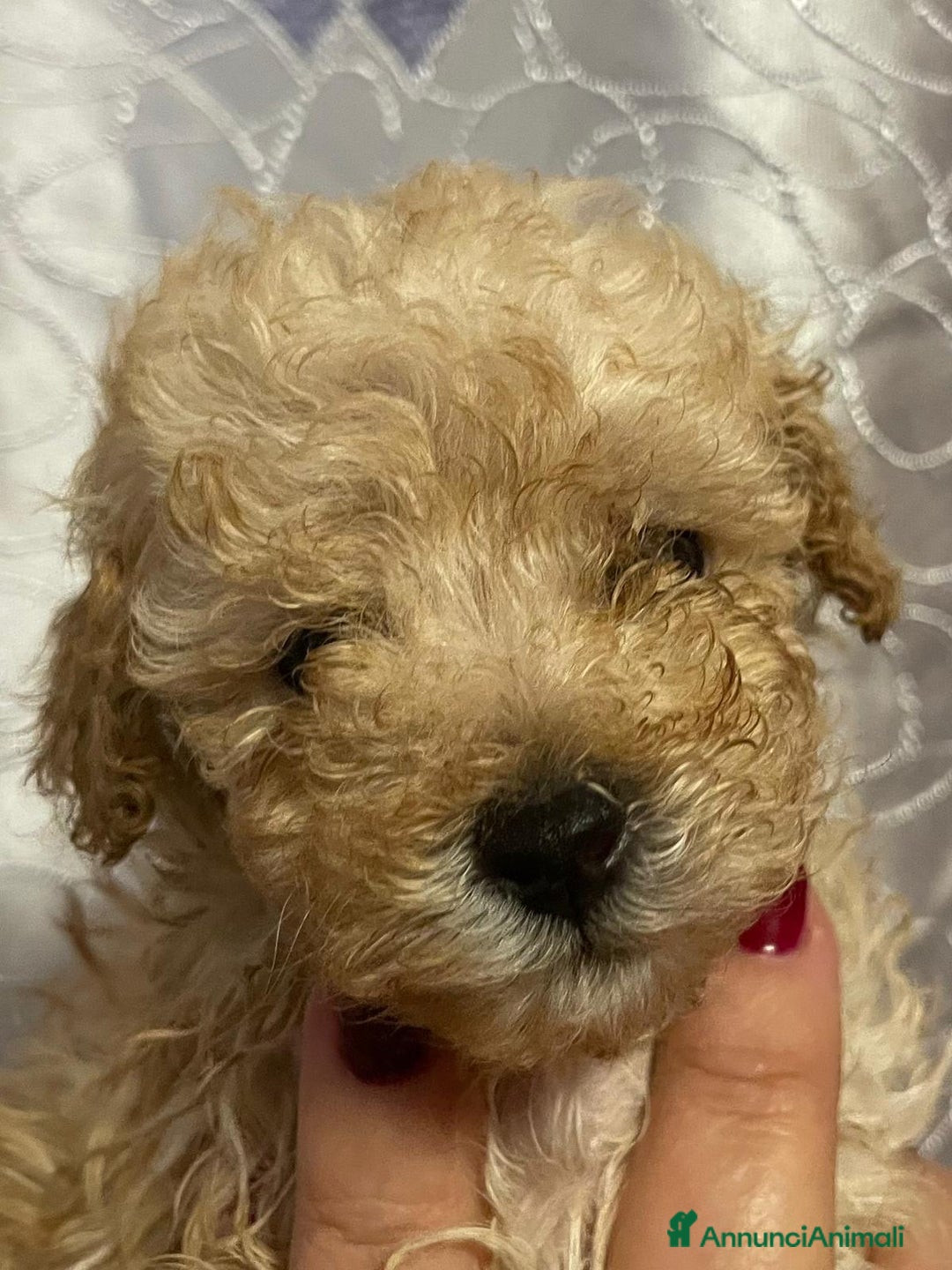 Barboncino Toy cani in vendita: Cuccioli di Barboncino Toy con pedigree ENCI - Annuncio 5