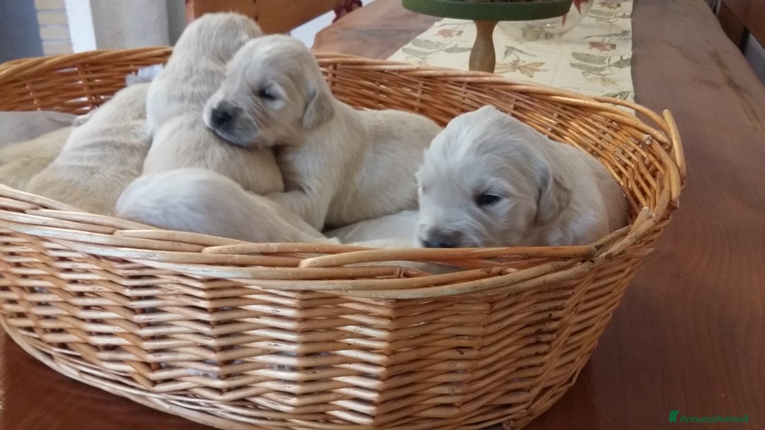 Golden Retriever cani in vendita: Vendesi cuccioli di Golden Retriever  a Provincia di Varese - Immagine 7