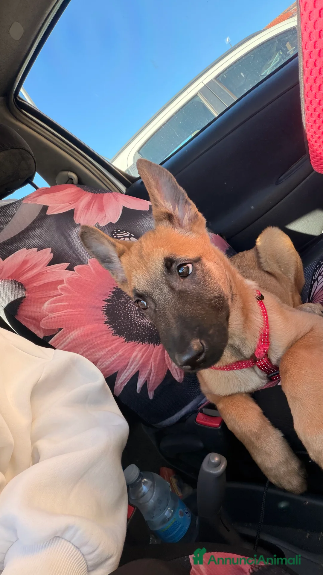 Pastore Belga cani in vendita: Pastore belga malinois - Annuncio 3