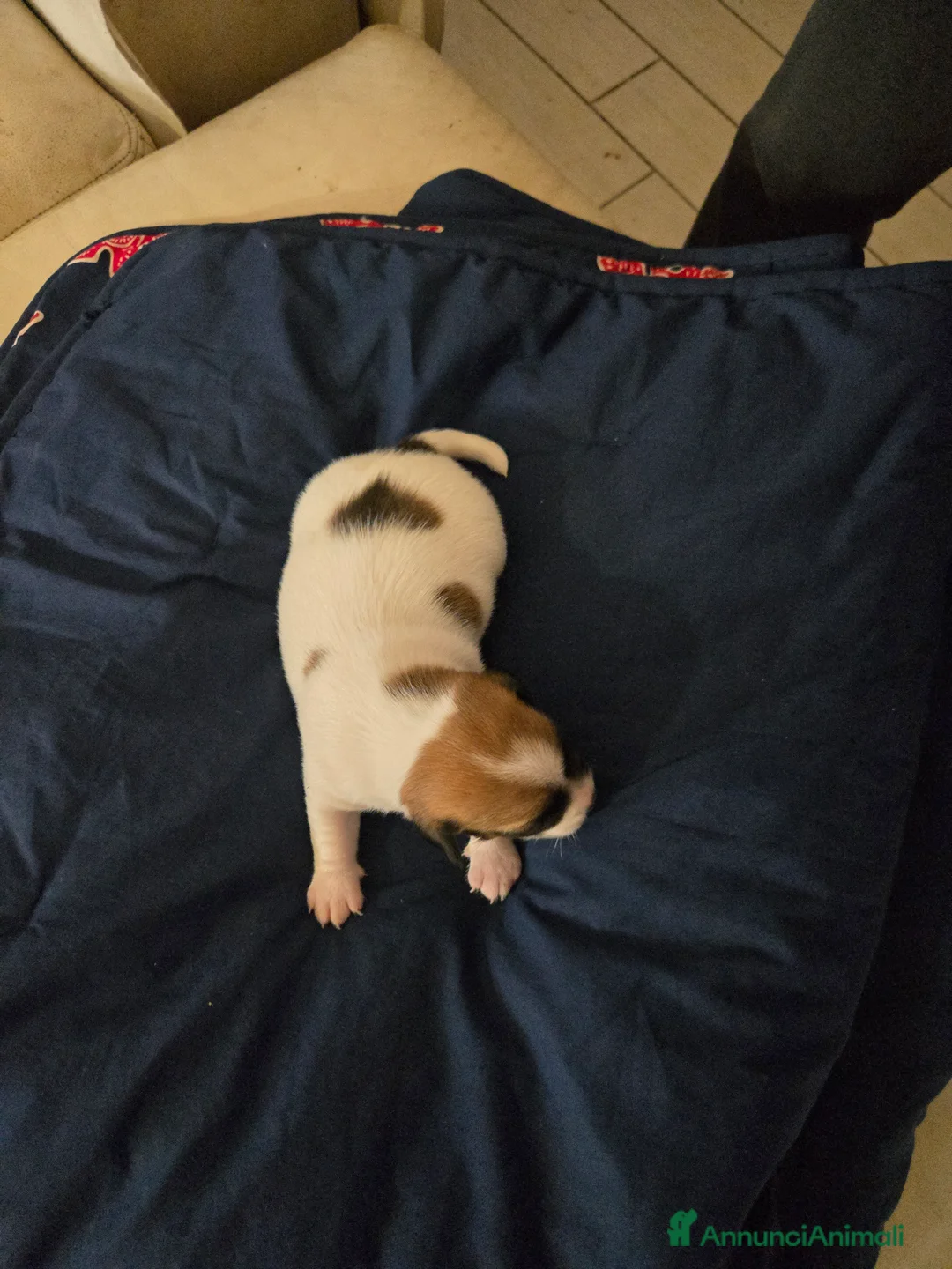 Jack Russell cani in vendita: Cuccioli Jack russell terrier - Annuncio 12