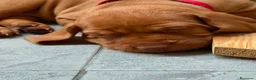 Bracco cani in vendita: Cuccioli di bracco ungherese (Viszla) disponibili - Annuncio 8