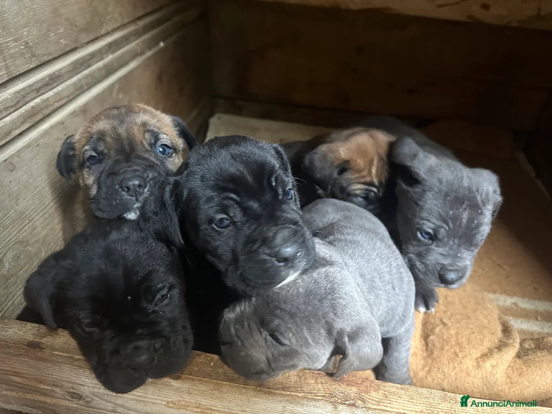 Cane Corso cani in vendita: Cuccioli di Cane Corso - Annuncio 18