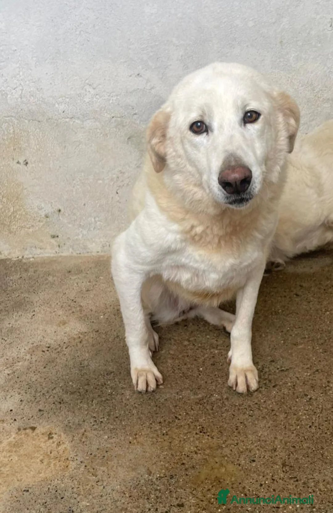 Meticcio cani in regalo: Fortuna - Annuncio 1