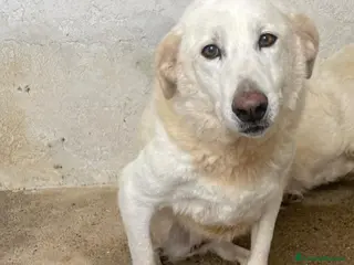 Meticcio cani Fortuna - Annuncio 4