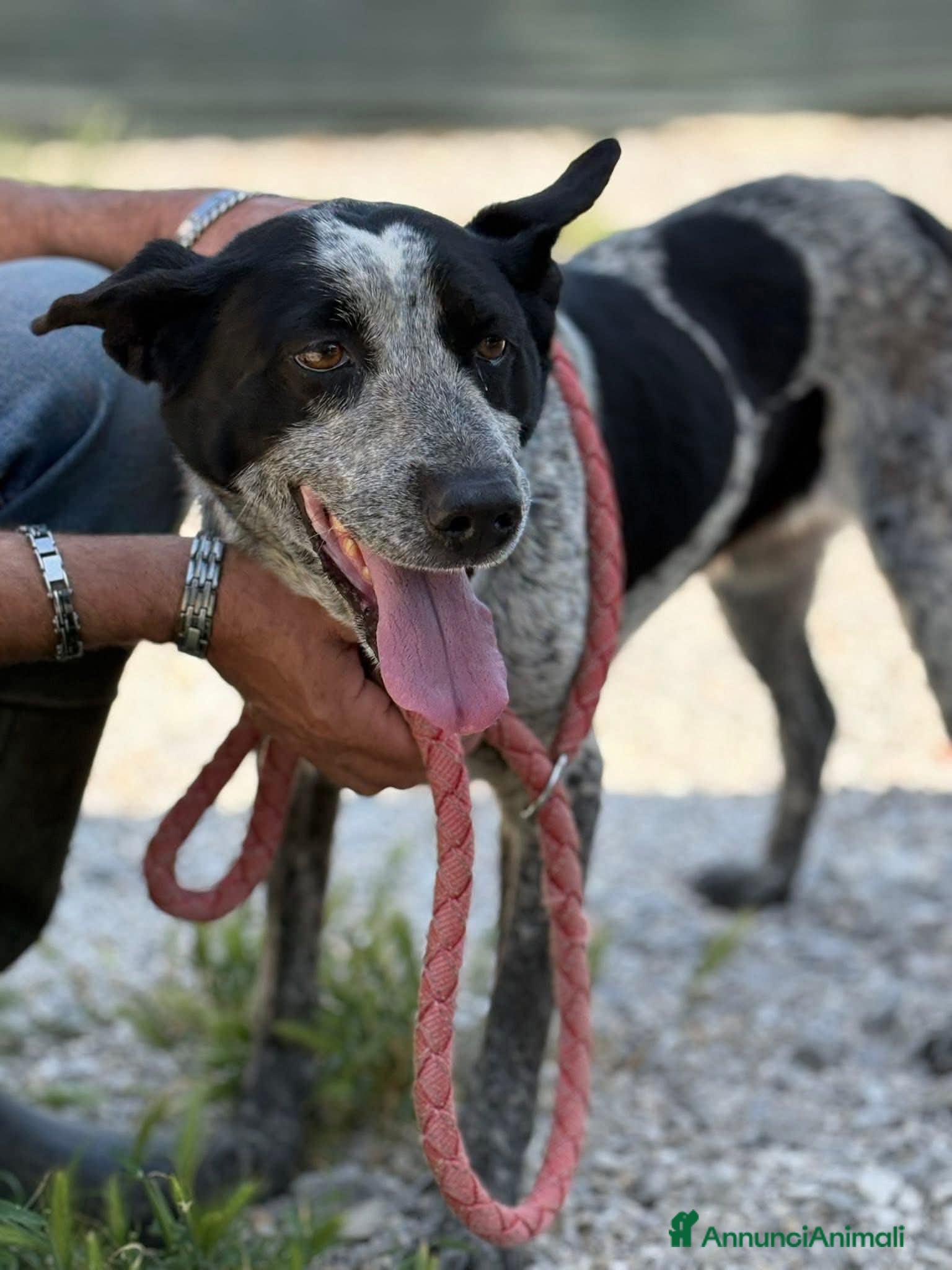 Altre razze cani Taglia media, 3 anni scarsi, dolce FLORA  - Annuncio 20