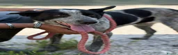 Altre razze cani in regalo: Taglia media, 3 anni scarsi, dolce FLORA  - Annuncio 1