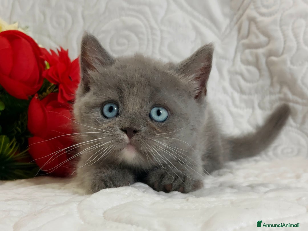 Scottish gatti in vendita: Scottish Straight bellezza rara  a Città Metropolitana di Torino - Immagine 4