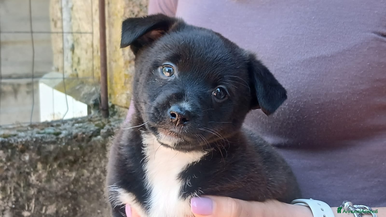 Meticcio cani LA DOLCISSIMA ADA HA BISOGNO DI UNA CASA - Annuncio 16
