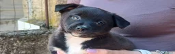 Meticcio cani in regalo: LA DOLCISSIMA ADA HA BISOGNO DI UNA CASA - Annuncio 1