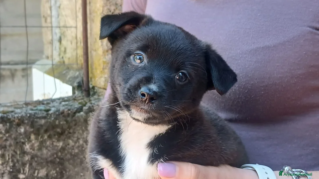 Meticcio cani in regalo: LA DOLCISSIMA ADA HA BISOGNO DI UNA CASA - Annuncio 1