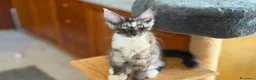 Maine Coon gatti in vendita: Gattini Maine Coon - Annuncio 19