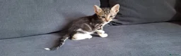 Europeo gatti in regalo: Koda minuscolo micino cerca casa - Annuncio 4