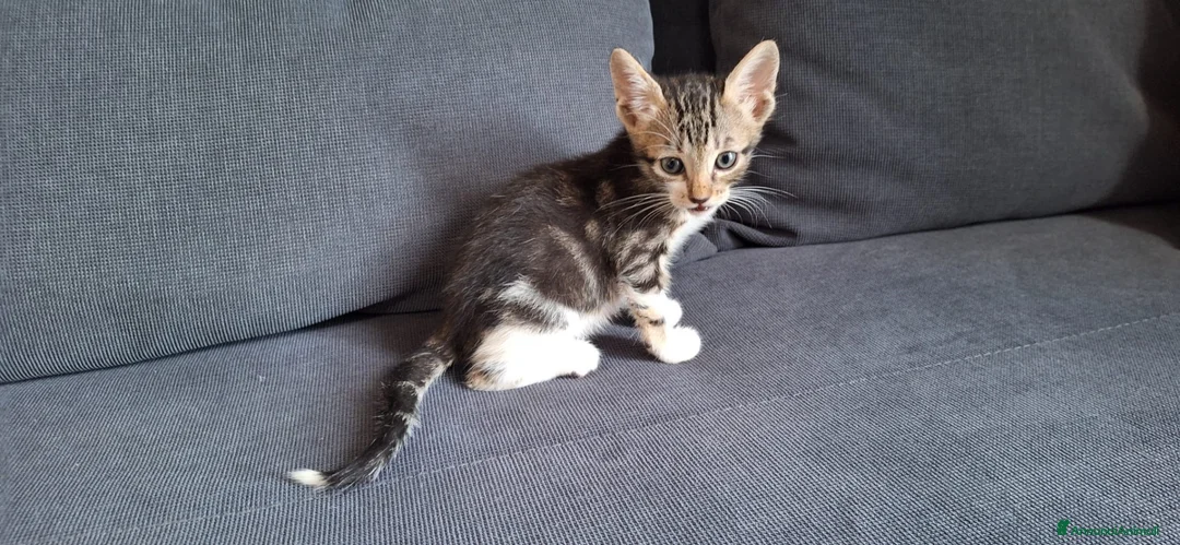 Europeo gatti in regalo: Koda minuscolo micino cerca casa - Annuncio 4