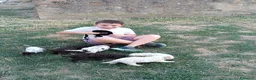 Lagotto cani in vendita: Lagotti  - Annuncio 4