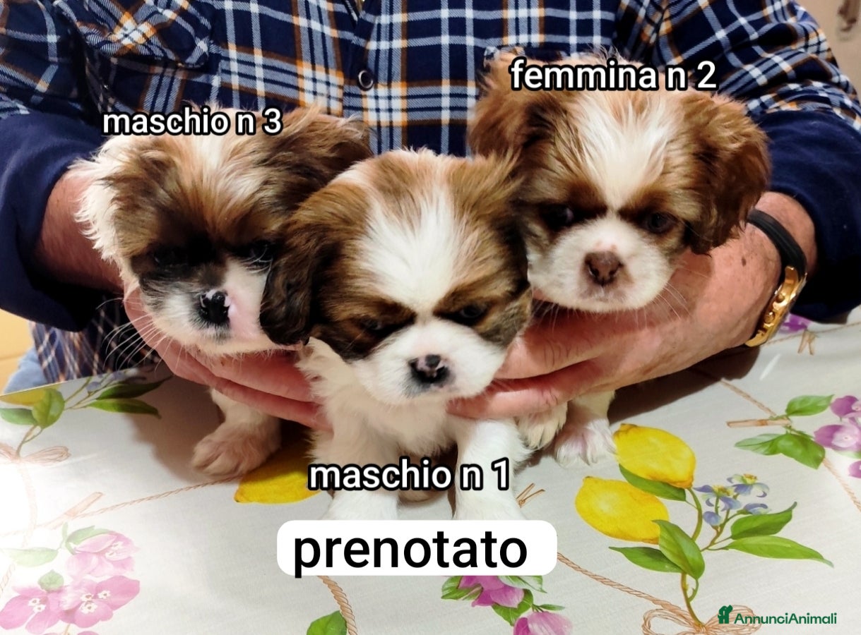 Meticcio cani Bellissimi cuccioli cercano amore e casa   - Annuncio 2
