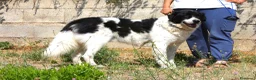 Meticcio cani in regalo: Panda dolce cagnolone in adozione  - Annuncio 5