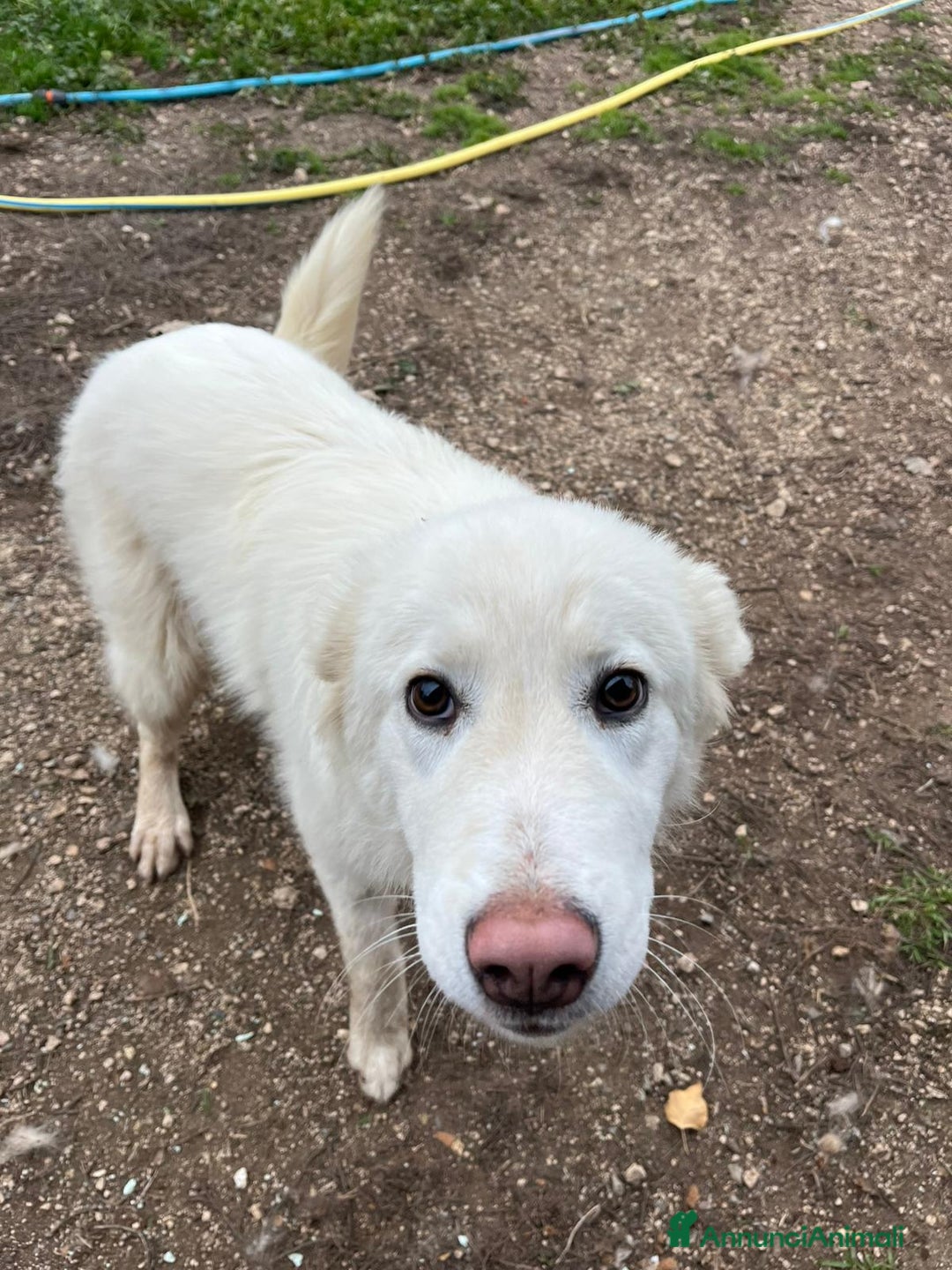 Meticcio cani in regalo: Cucciola 6 mesi - Annuncio 5