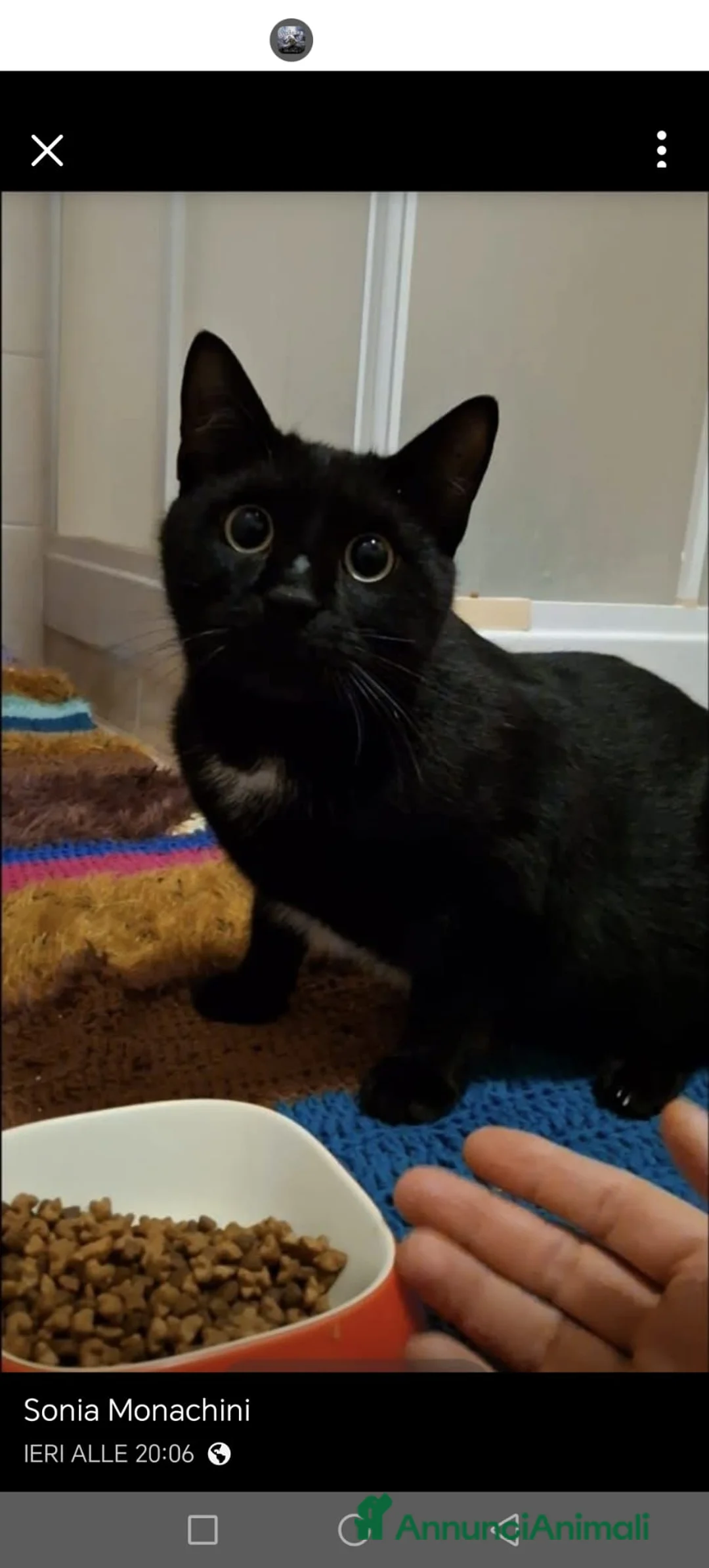 Meticcio gatti in regalo: Salem, 7 mesi, bellissimo micetto  - Annuncio 1