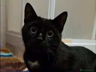 Meticcio gatti Salem, 6 mesi, bellissimo micetto - Annuncio 2