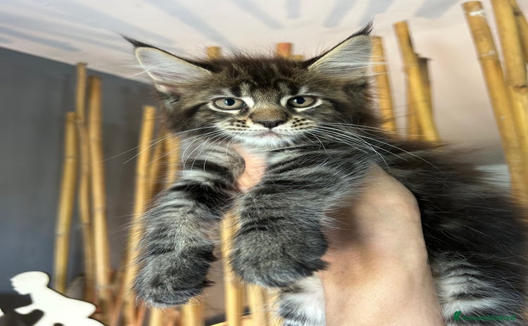 Maine Coon gatti a Provincia di Cremona - Annuncio 12