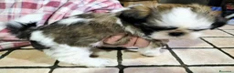 Shih Tzu cani in vendita: Cucciolo di shitzu  - Annuncio 1
