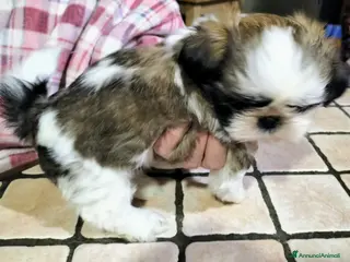 Shih Tzu cani Cucciolo di shitzu - Annuncio 1