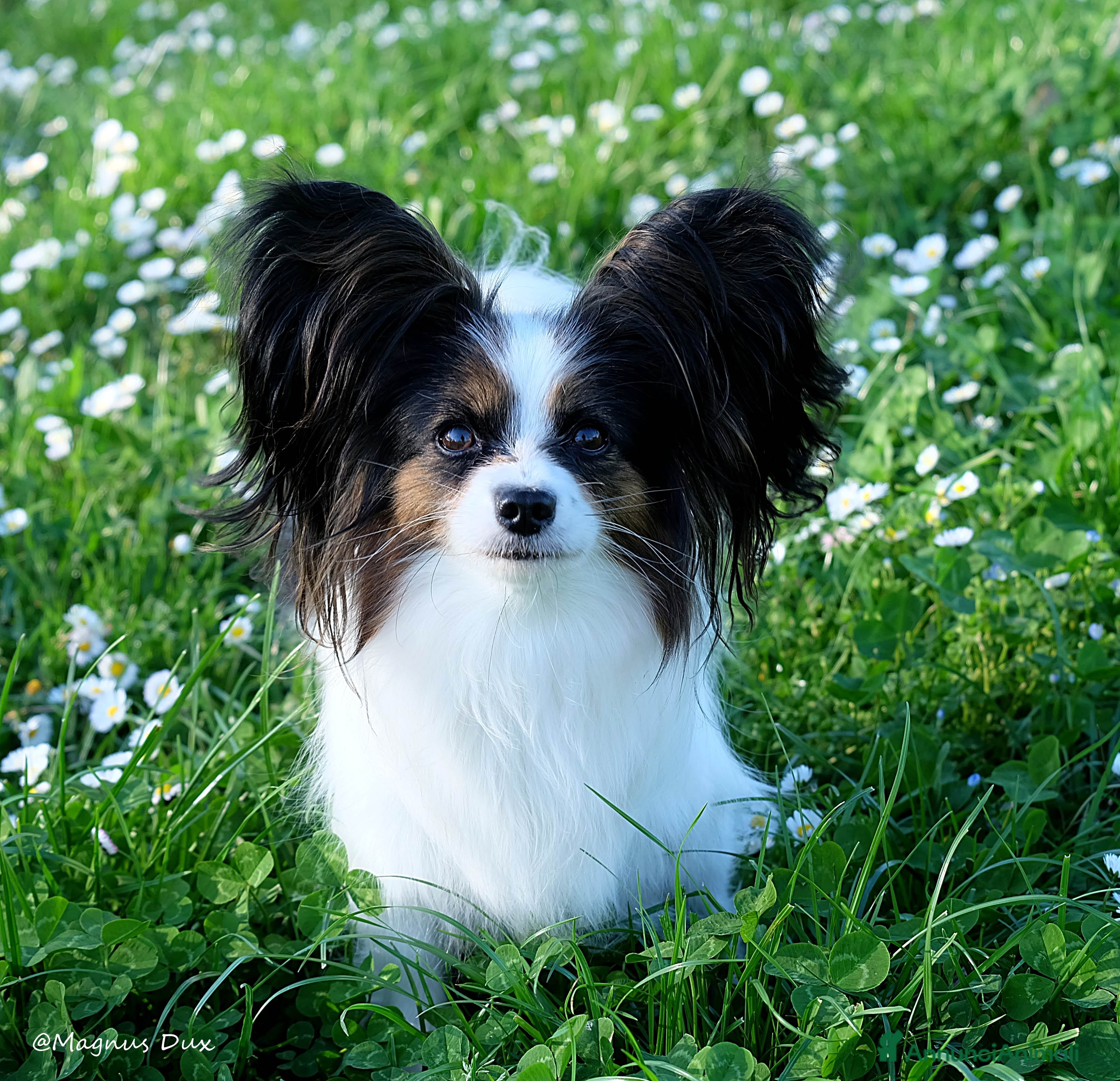 Papillon cani Cucciola di Papillon - Annuncio 1