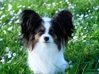 Papillon cani Cucciola di Papillon - Annuncio 2
