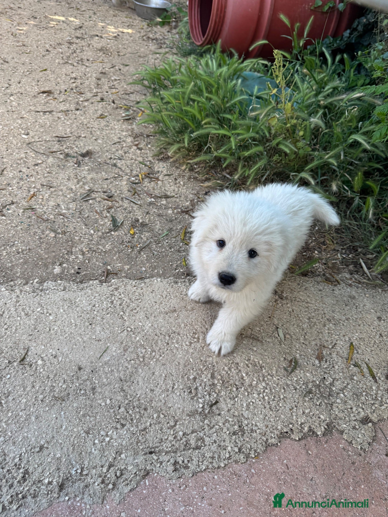 Pastore Abbruzzese Maremmano cani Femminuccia di Maremmano Abruzzese con pedigree - Annuncio 1