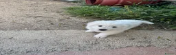 Pastore Abbruzzese Maremmano cani in vendita: Femminuccia di Maremmano Abruzzese con pedigree a Provincia di Grosseto - Annuncio 1
