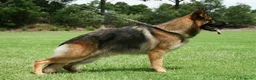 Pastore Tedesco cani in vendita: Cucciolo maschio grigio. Pastore tedesco - Annuncio 5