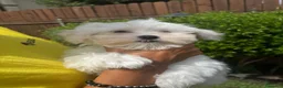 Maltese cani in vendita: Cucciolo maltese  - Annuncio 3
