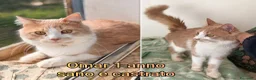 Europeo gatti in regalo: GATTINI BISOGNOSI: URGENTI ADOZIONI  a Città Metropolitana di Bologna - Annuncio 2