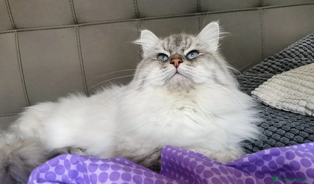 Siberiano gatti per accoppiamento: Stallone siberiano  a Città Metropolitana di Genova - Annuncio 3