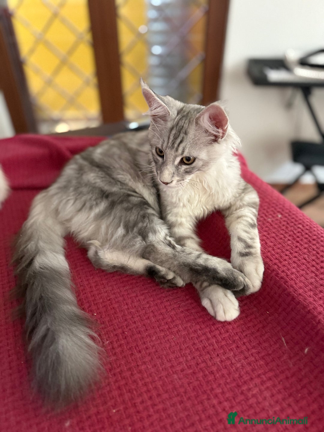 Maine Coon gatti in vendita: Gattini Maine coon disponibile da subito a Città metropolitana di Roma Capitale - Immagine 4