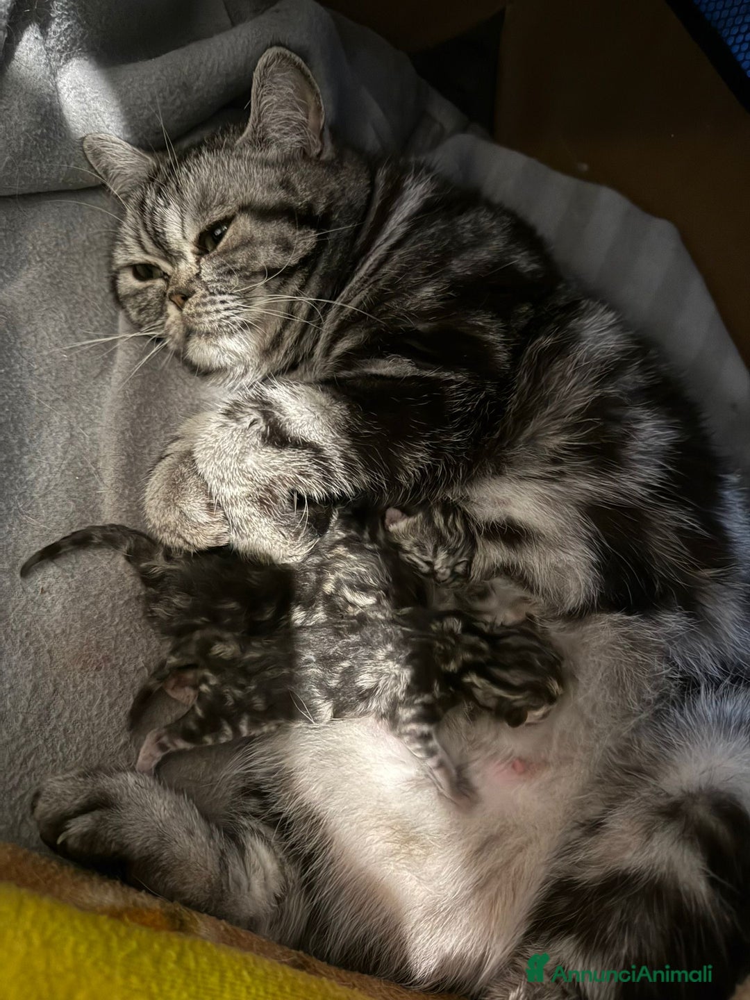 British gatti in vendita: Cuccioli British shorthair Black Silver Tabby a Provincia di Como - Immagine 4