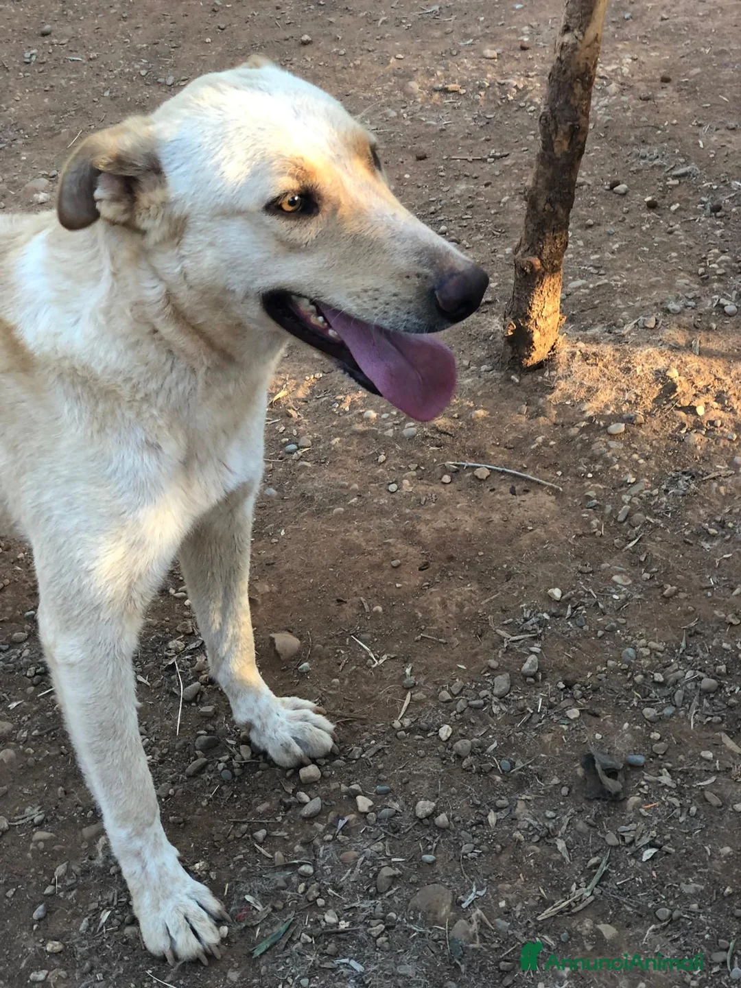 Altre razze cani in regalo: Mix Pastorina quasi 2anni pelo chiaro.SOS CALABRIA a Città metropolitana di Milano - Annuncio 3
