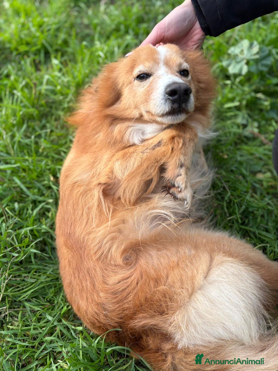 Meticcio cani in regalo: RICKY. 💙 - simil volpino taglia piccola - Annuncio 9