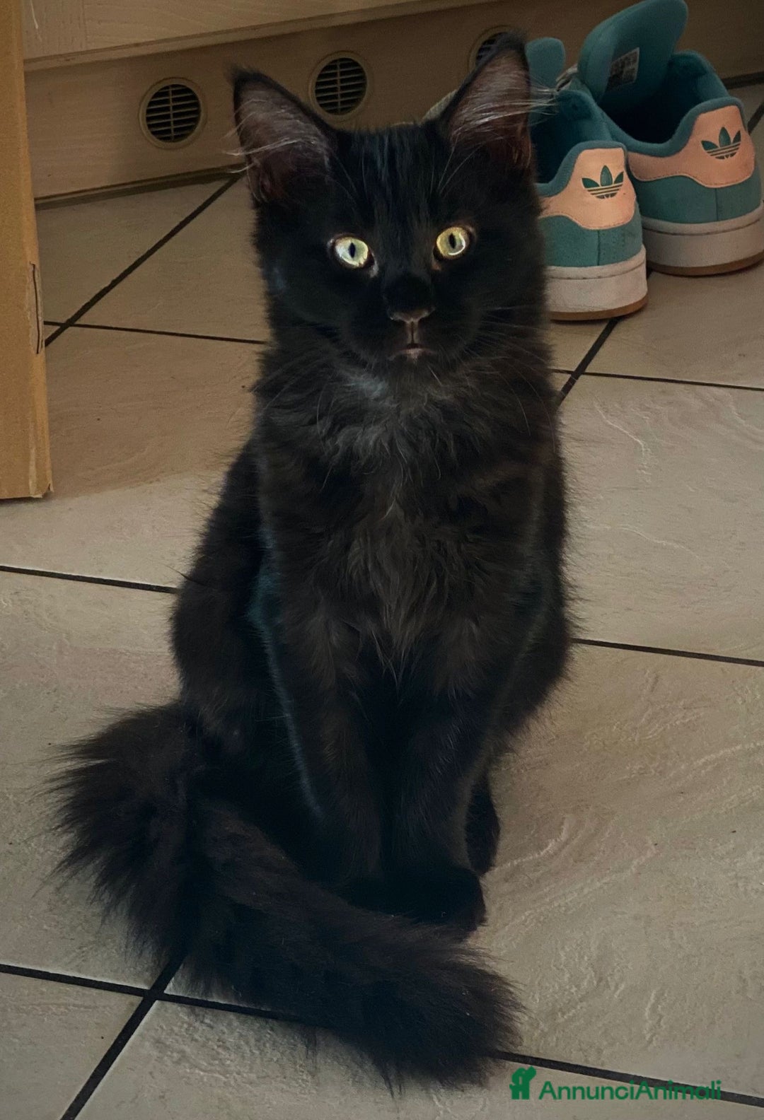 Maine Coon gatti in vendita: CUCCIOLI MAINE COON BLACK SOLID - Annuncio 3